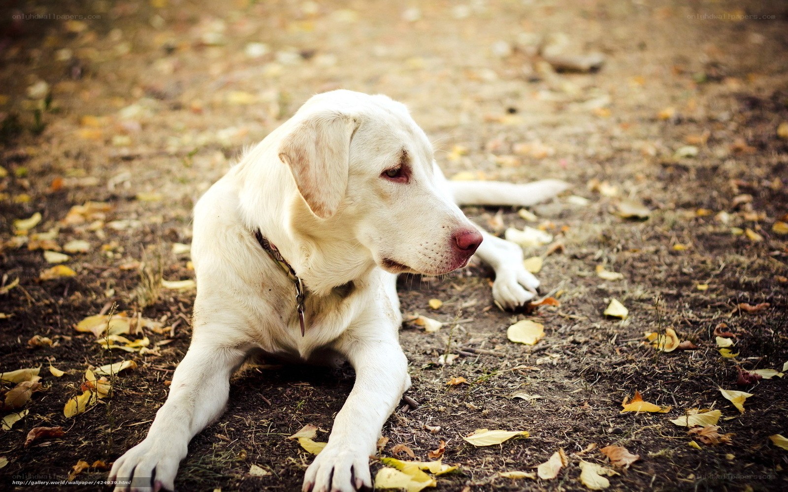 white dog resting on ground
