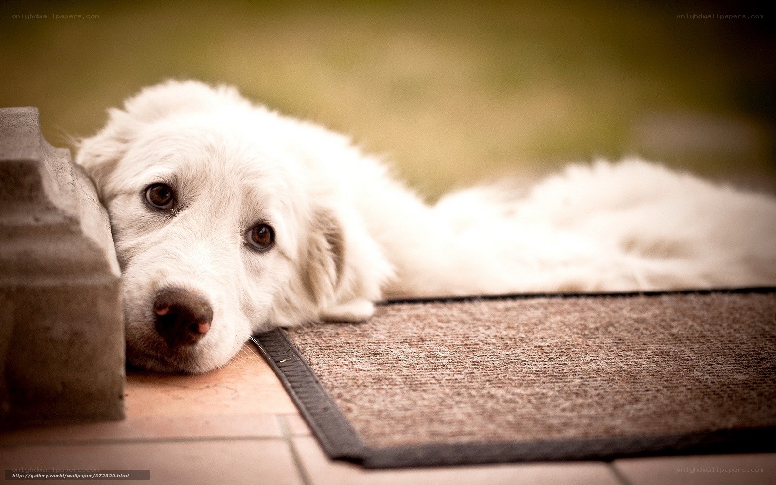 white dog resting on mat