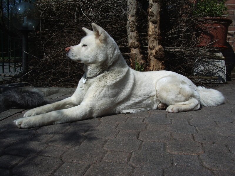 White dog resting on patio