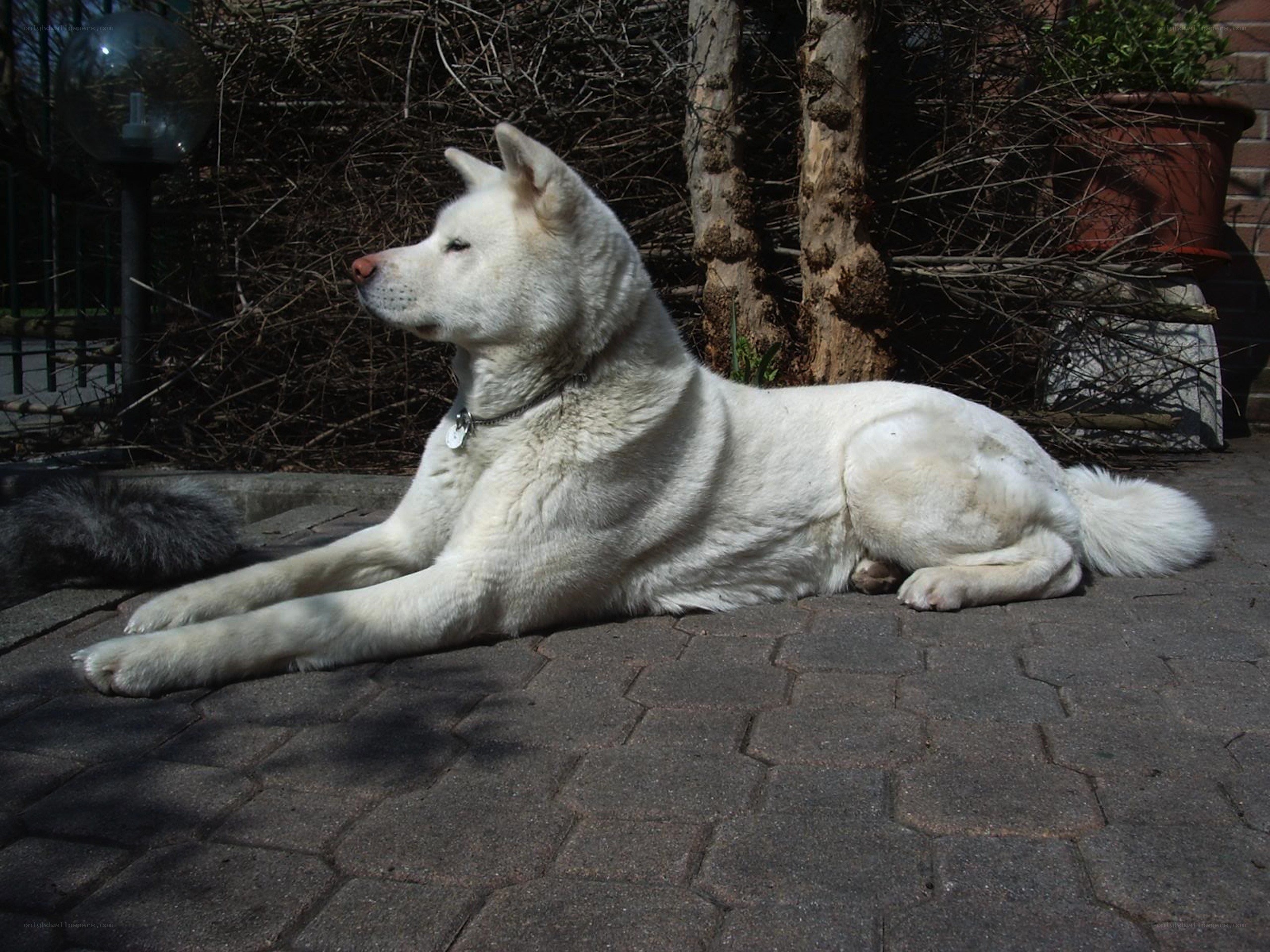 White dog resting on patio