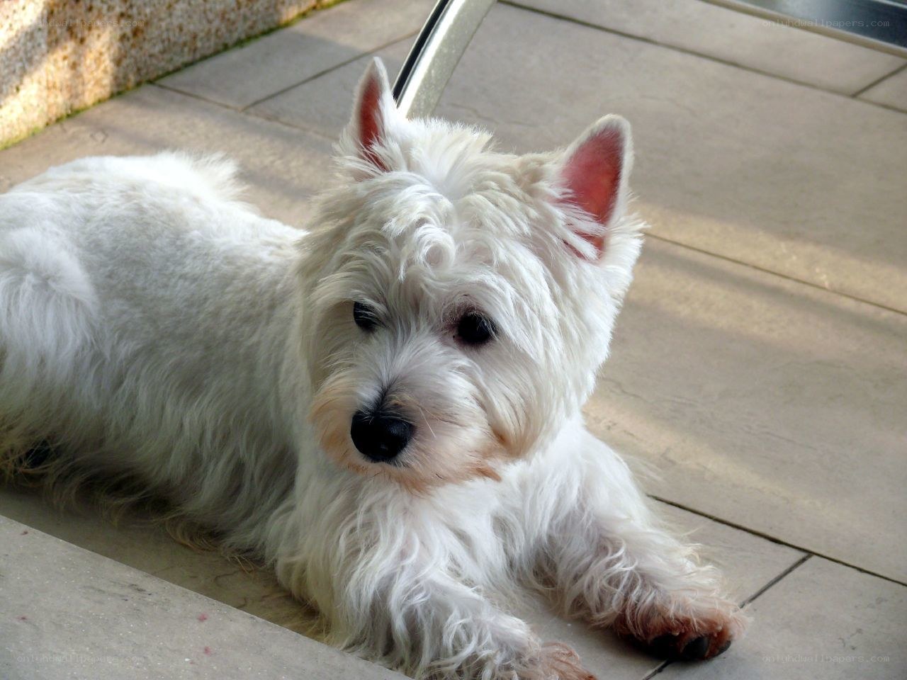 White dog resting on pavement