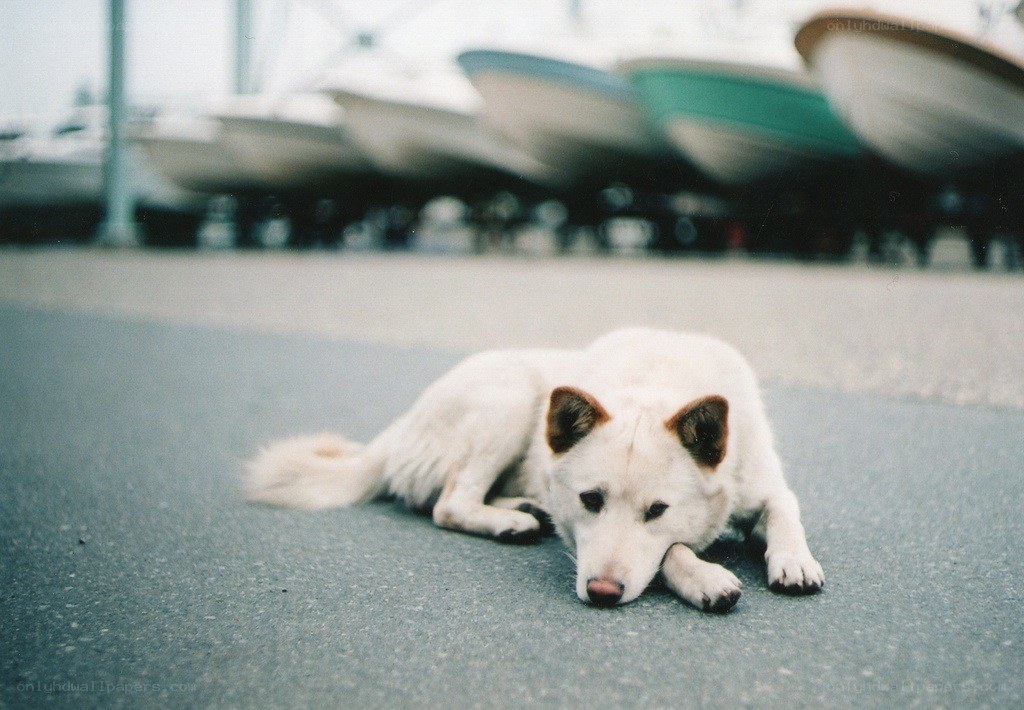white dog resting on pavement
