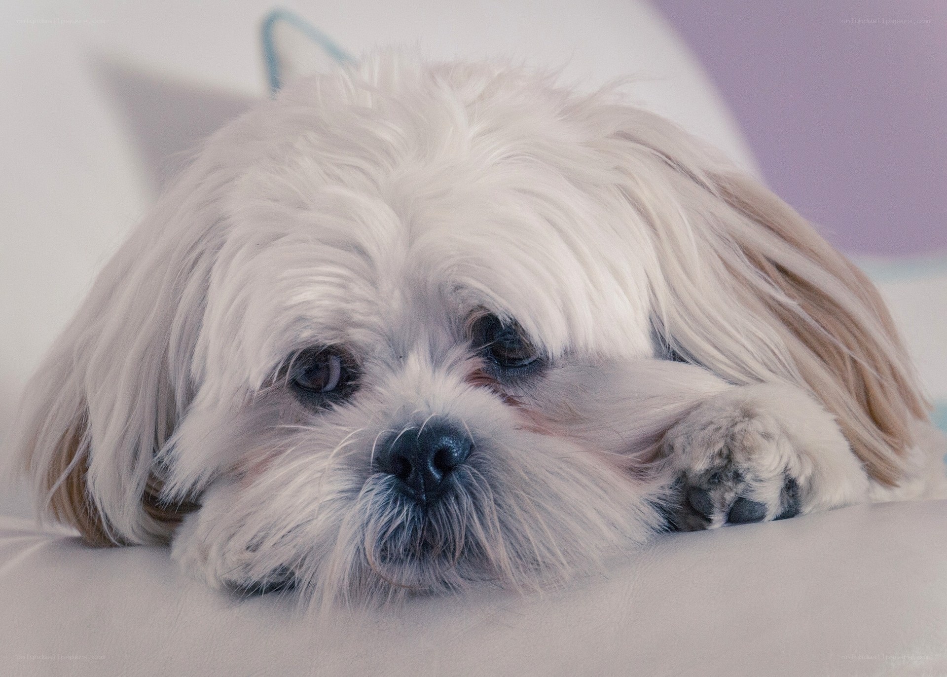 white dog resting on pillow