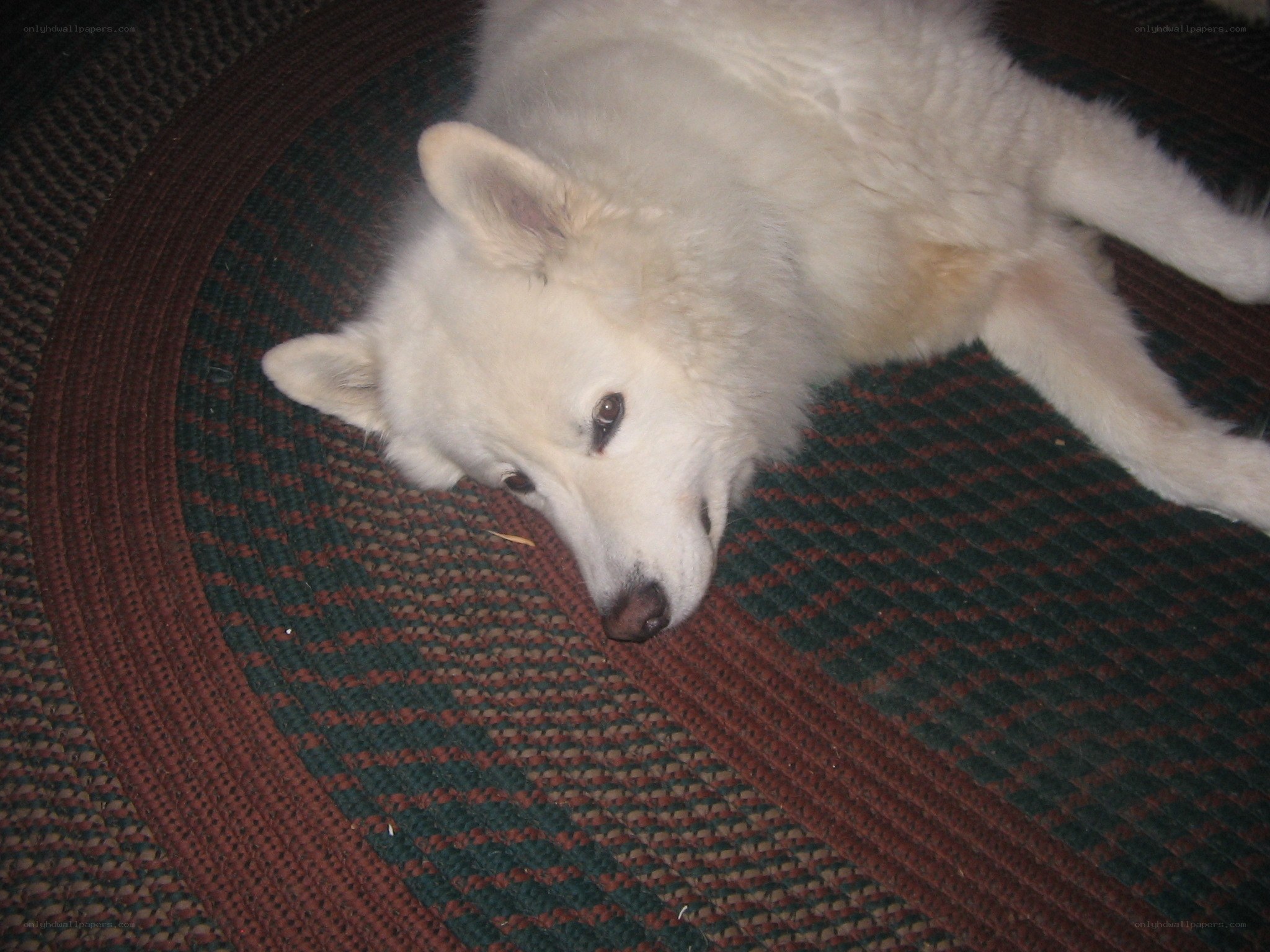 white dog resting on rug