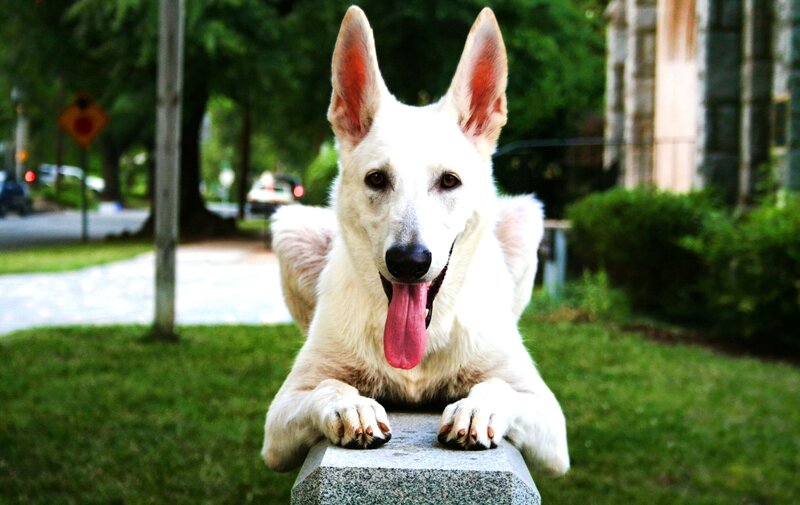 white dog resting on stone