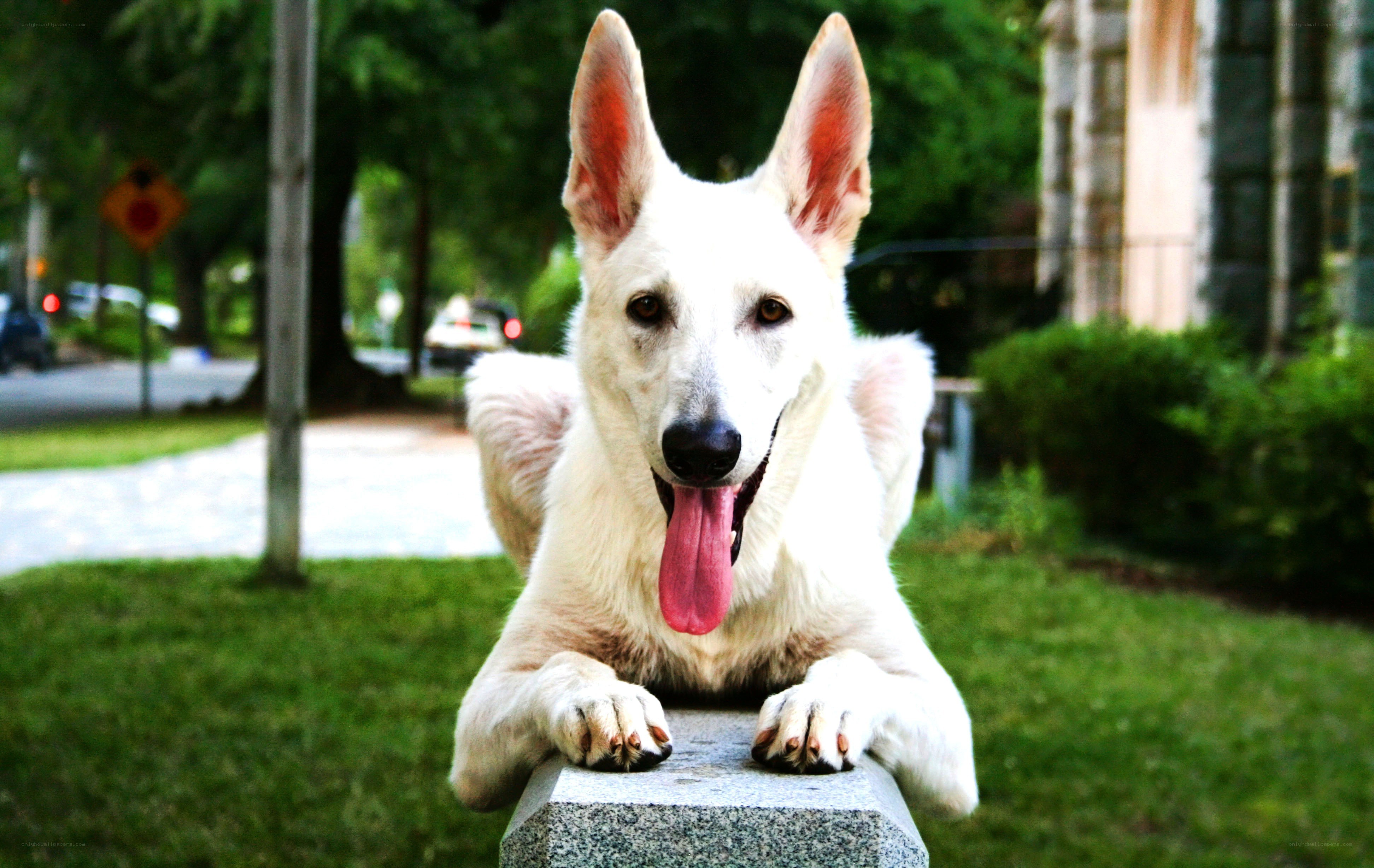 white dog resting on stone