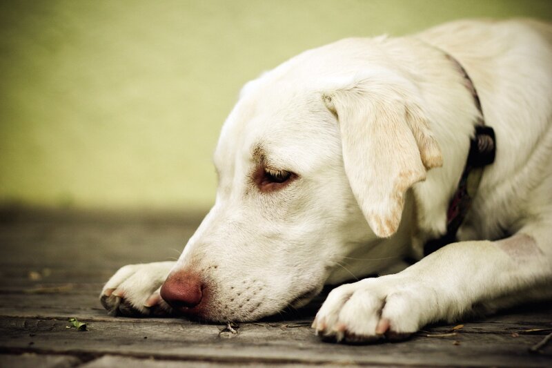 white dog resting on wood
