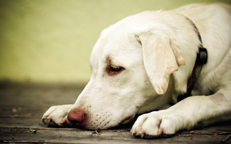 white dog resting on wood