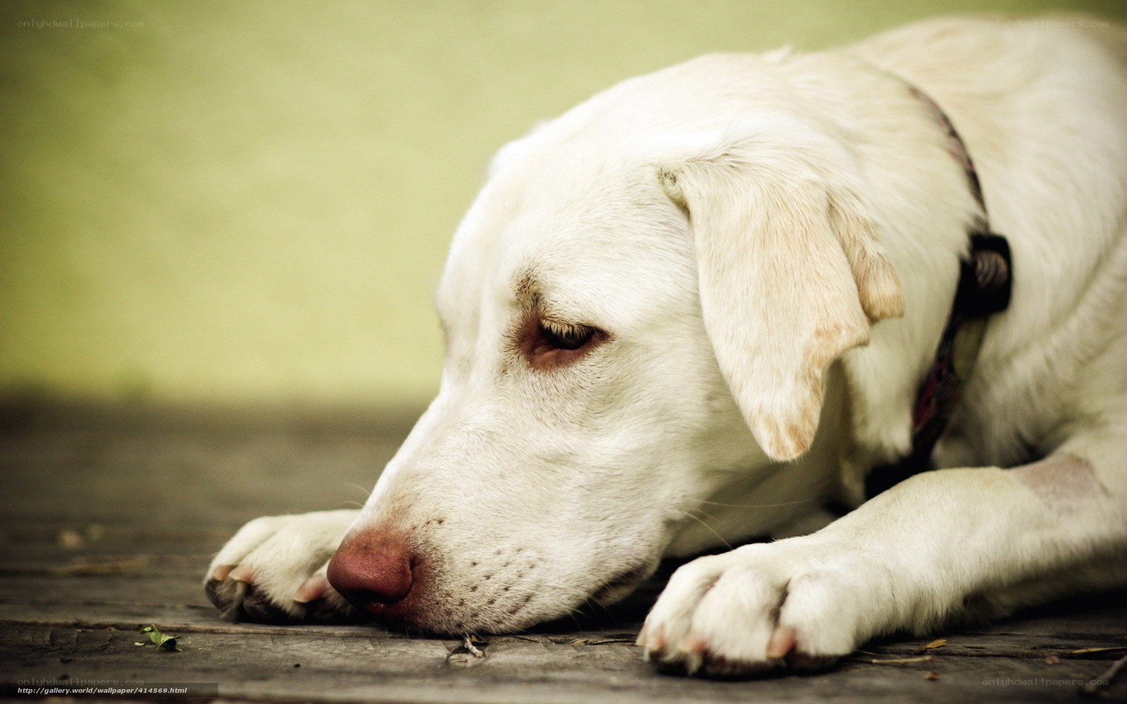 white dog resting on wood
