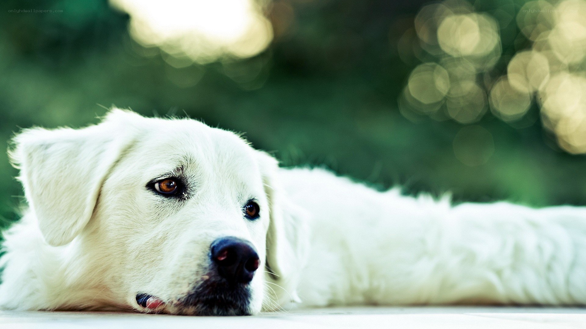 white dog resting outdoors