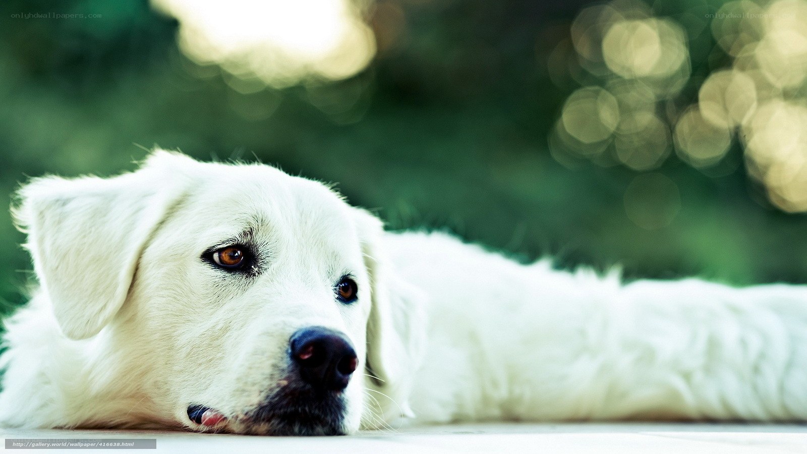 white dog resting outdoors