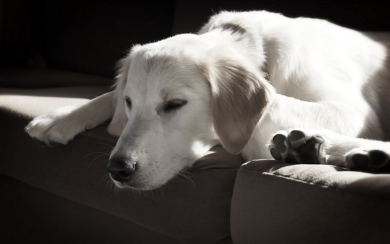 White Dog Resting — Serene, Afternoon