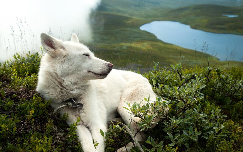 White Dog Resting — Serene, Morning