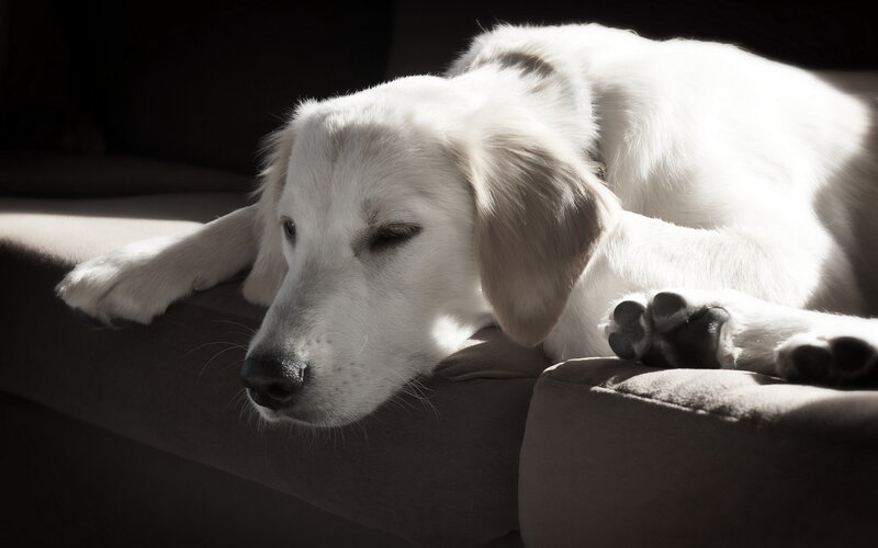 White Dog Resting — Serene