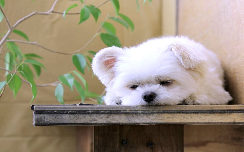 White Dog Resting