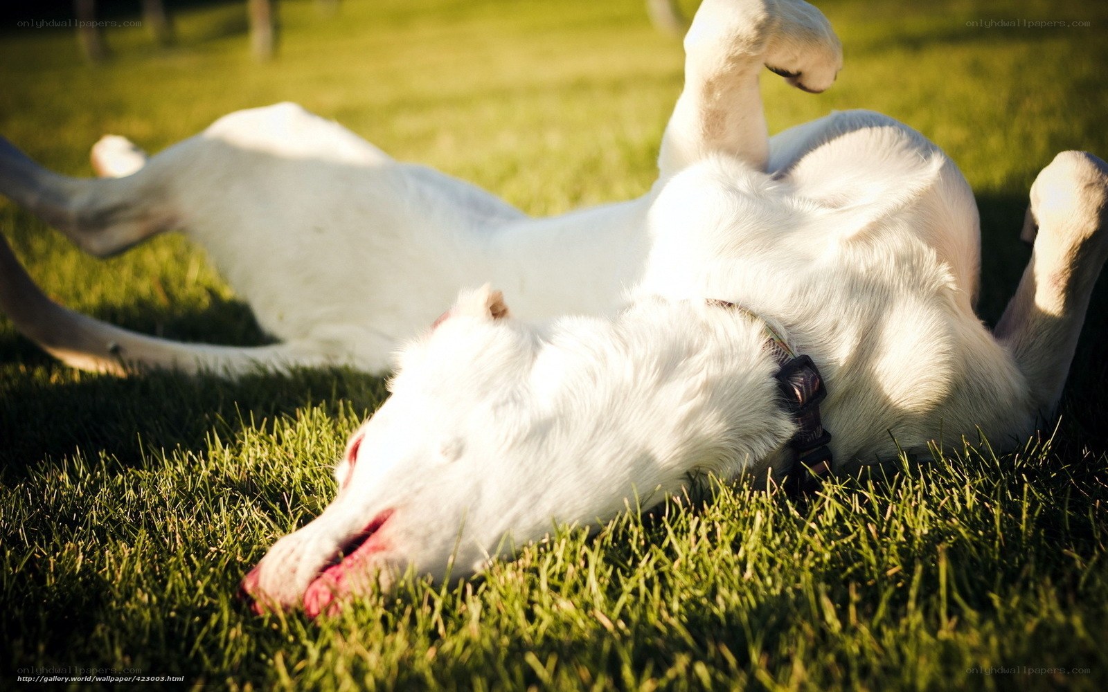 White dog rolling on grass