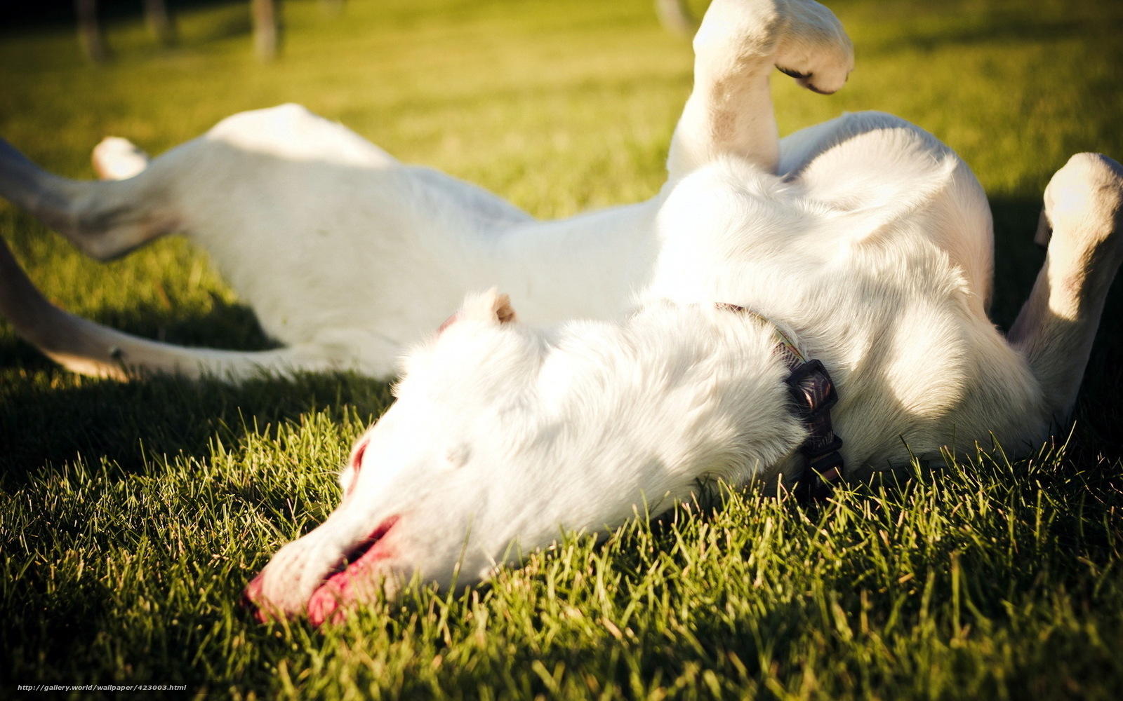White dog rolling on grass