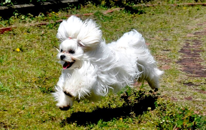 White Dog Running — Active, Afternoon, Photograph, Grass, Dandelion