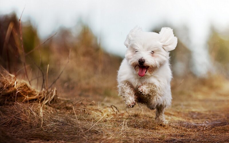 White Dog Running — Active, Afternoon, Photograph, Grass