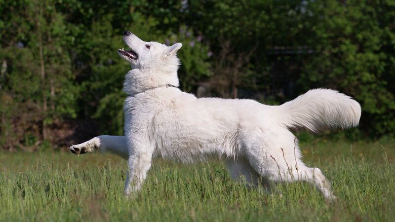 White Dog Running — Active, Afternoon, Photograph, Grass, Trees