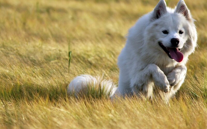 White Dog Running — Active, Afternoon, Photograph