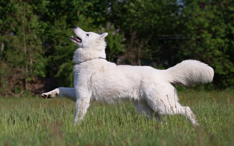 White Dog Running — Active, Afternoon