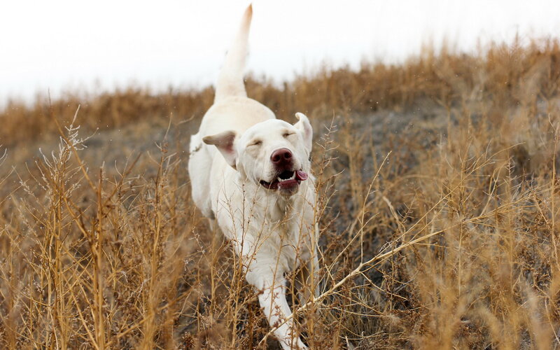 White Dog Running — Active, Autumn