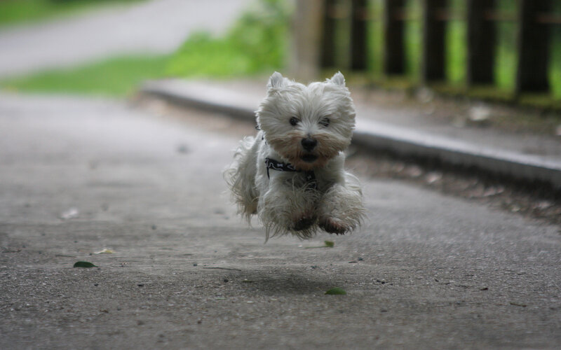 White Dog Running — Active, Photograph