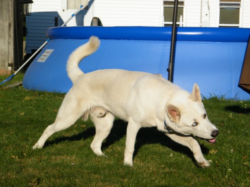 White Dog Running — Active