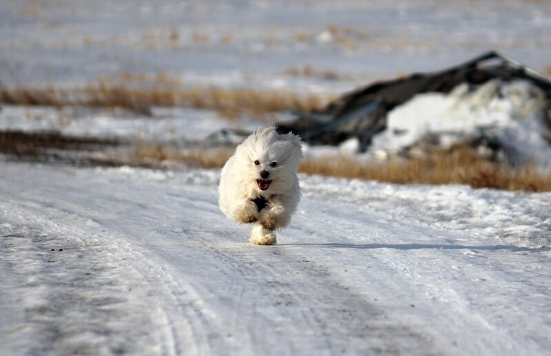 White Dog Running — Active, Winter, Photograph