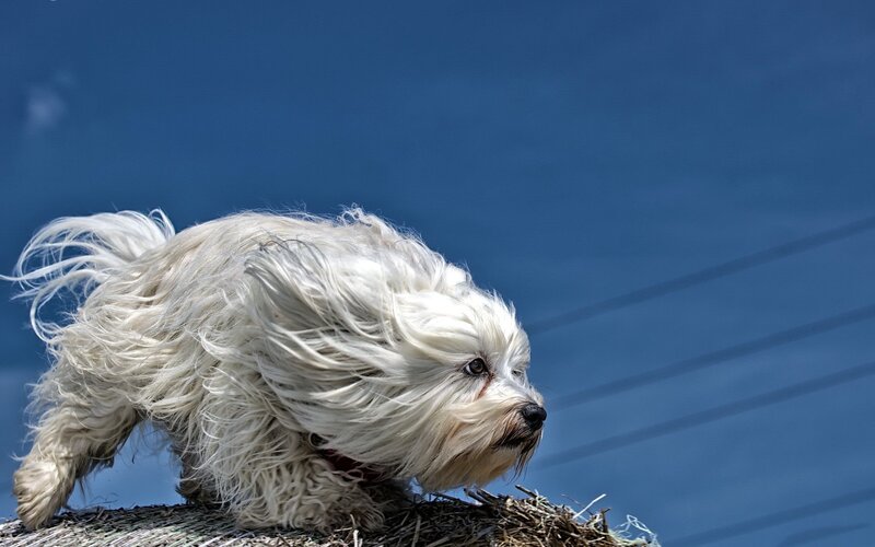 White Dog Running — Blue