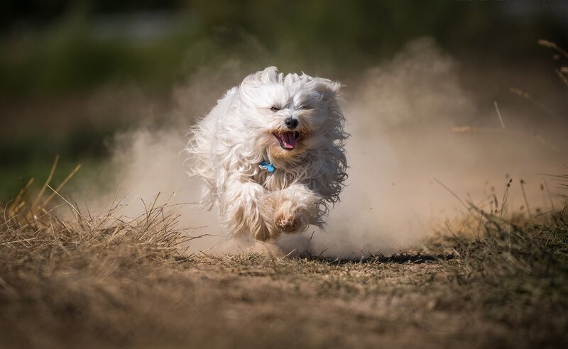 White Dog Running — Dynamic