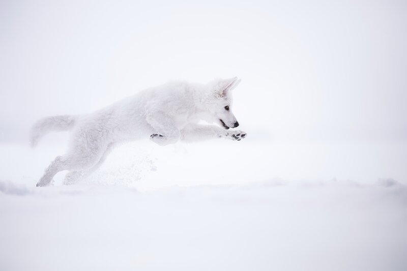 White Dog Running — Dynamic, Winter, Photograph