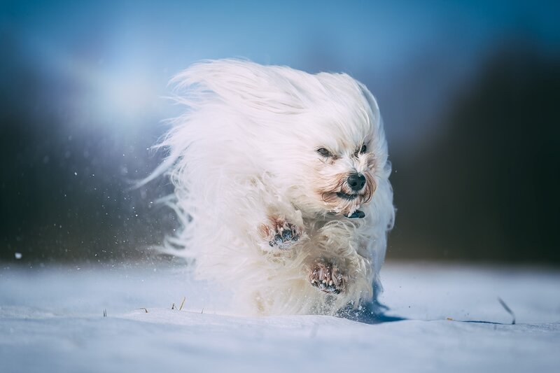 White Dog Running — Dynamic, Winter