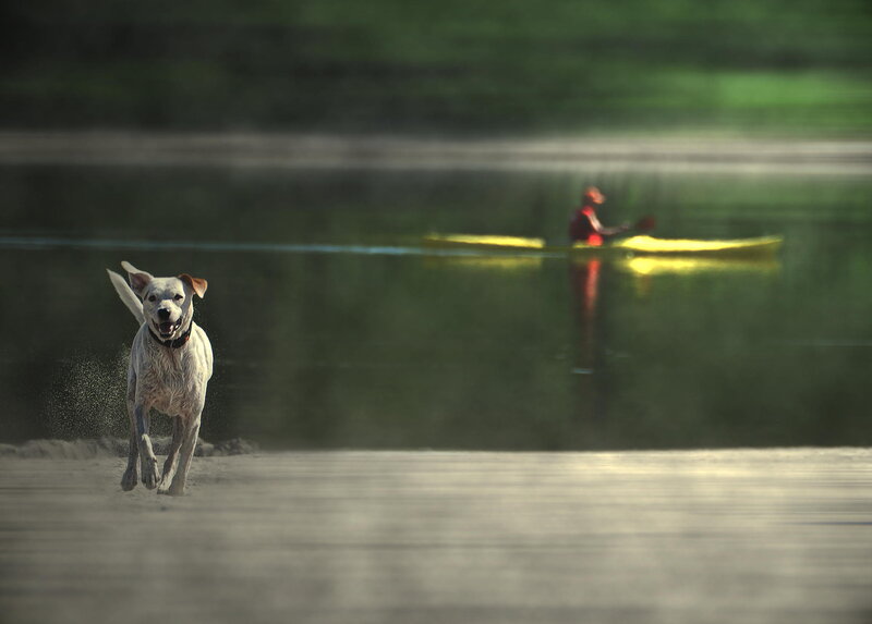 White Dog Running — Green, Active, Afternoon