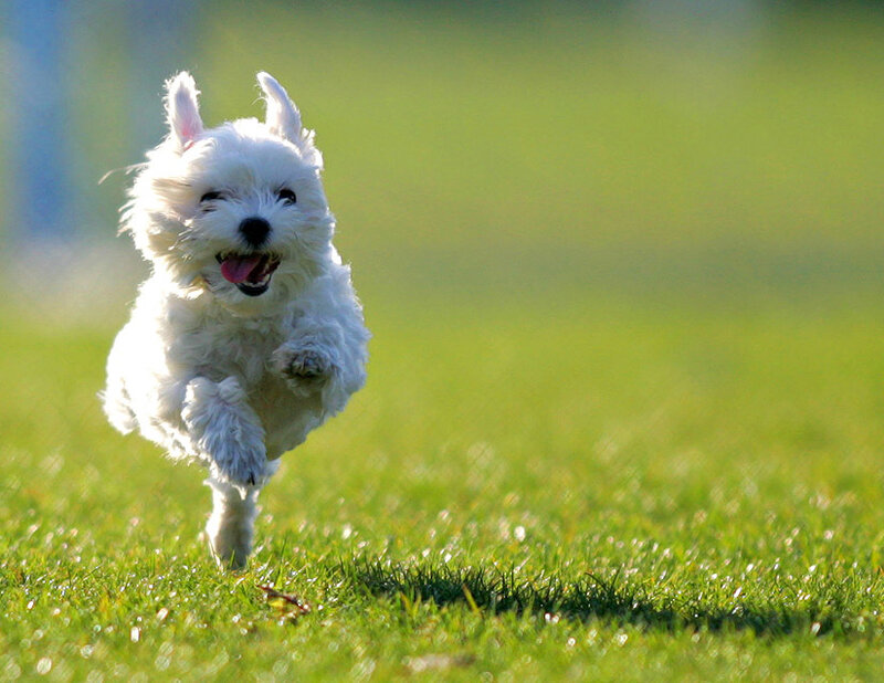 White Dog Running — Green, Active