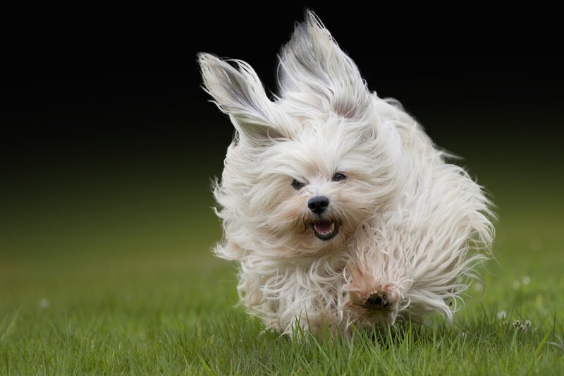 White Dog Running — Green, Energetic