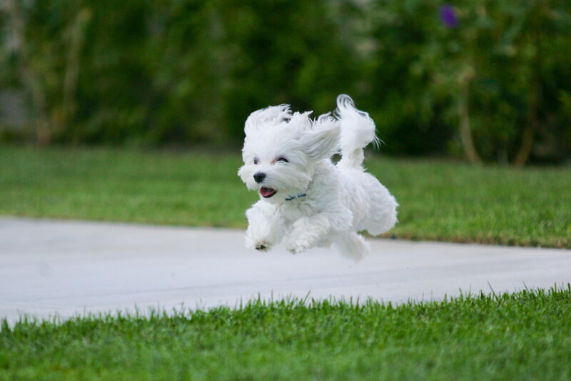 White Dog Running — Green, Playful, Afternoon