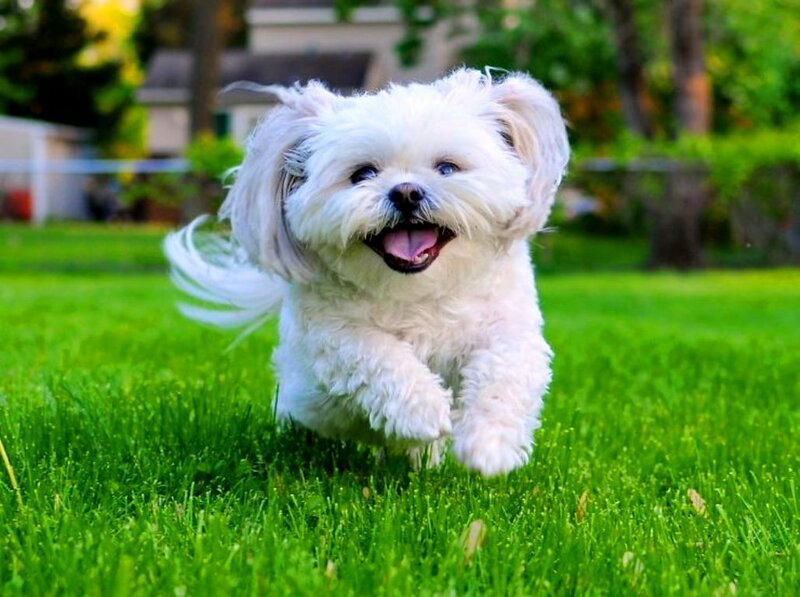 White Dog Running — Green, Playful