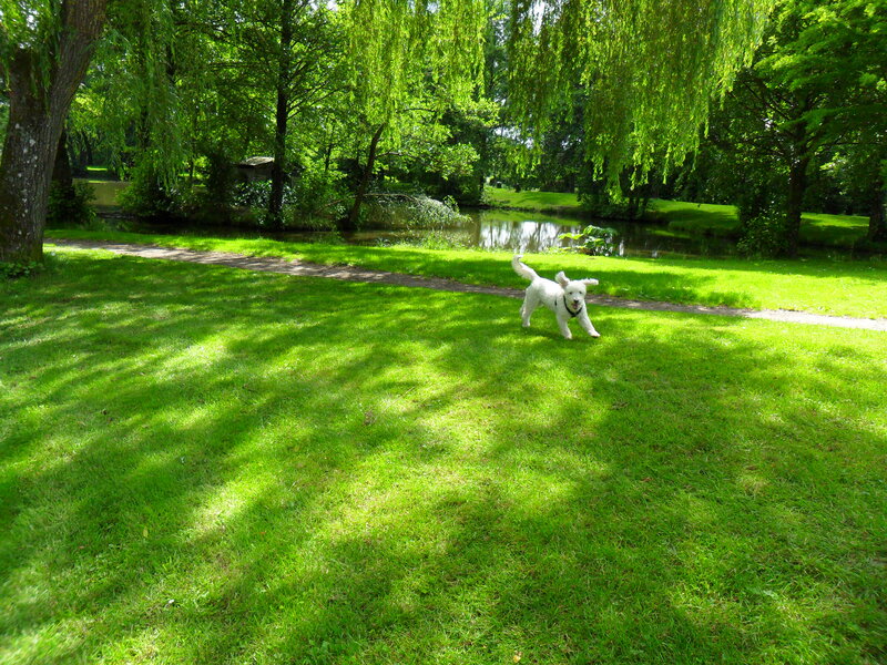 White Dog Running — Green, Serene