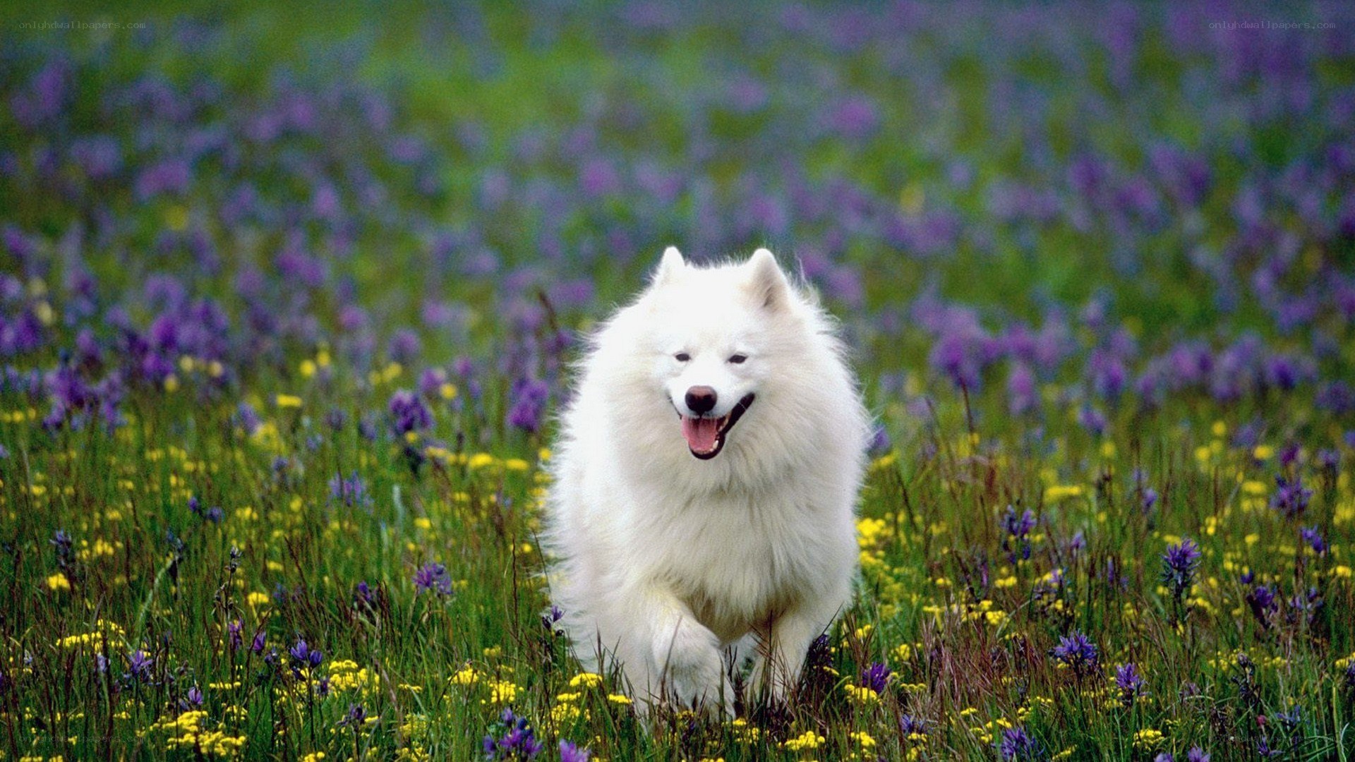 White dog running in a flower field