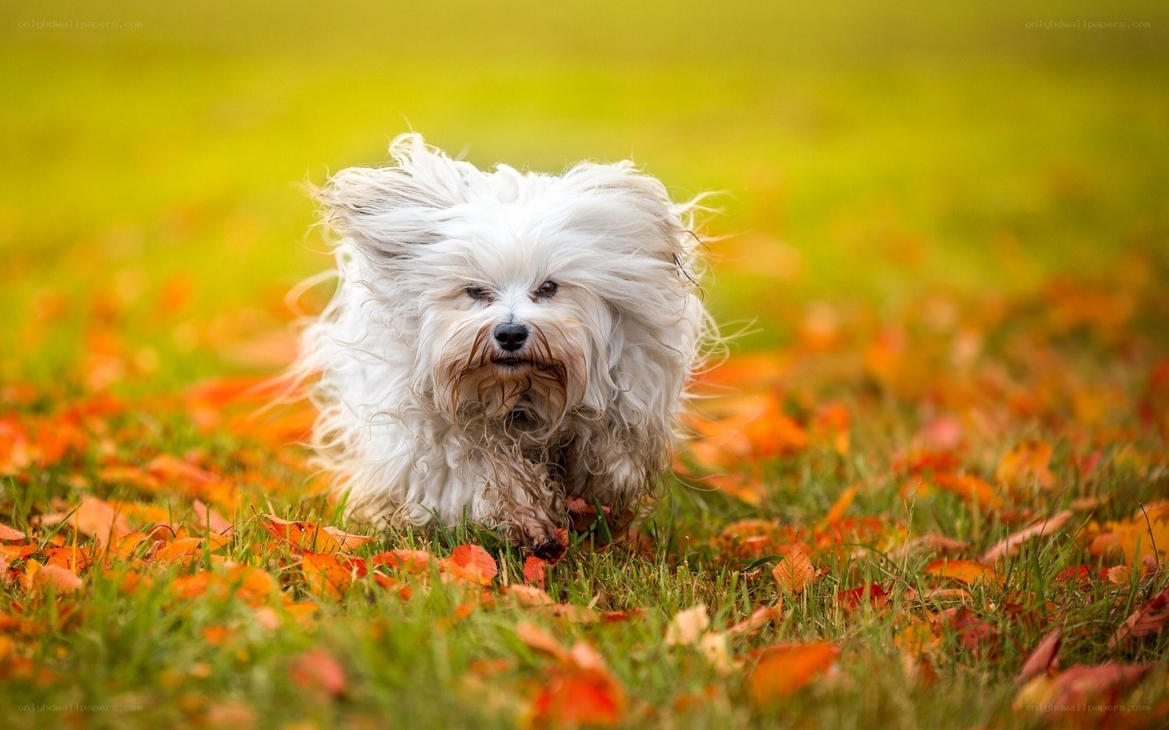 White dog running in autumn leaves