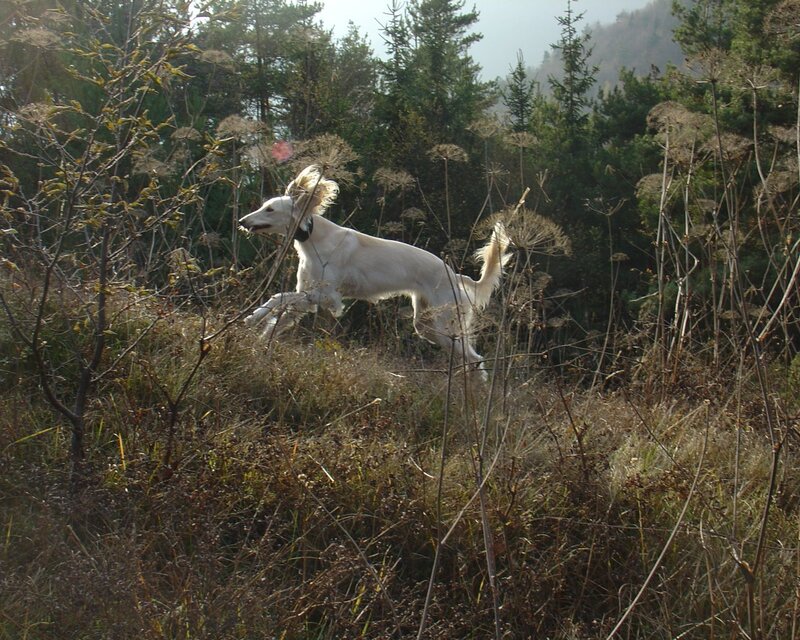 White dog running in field