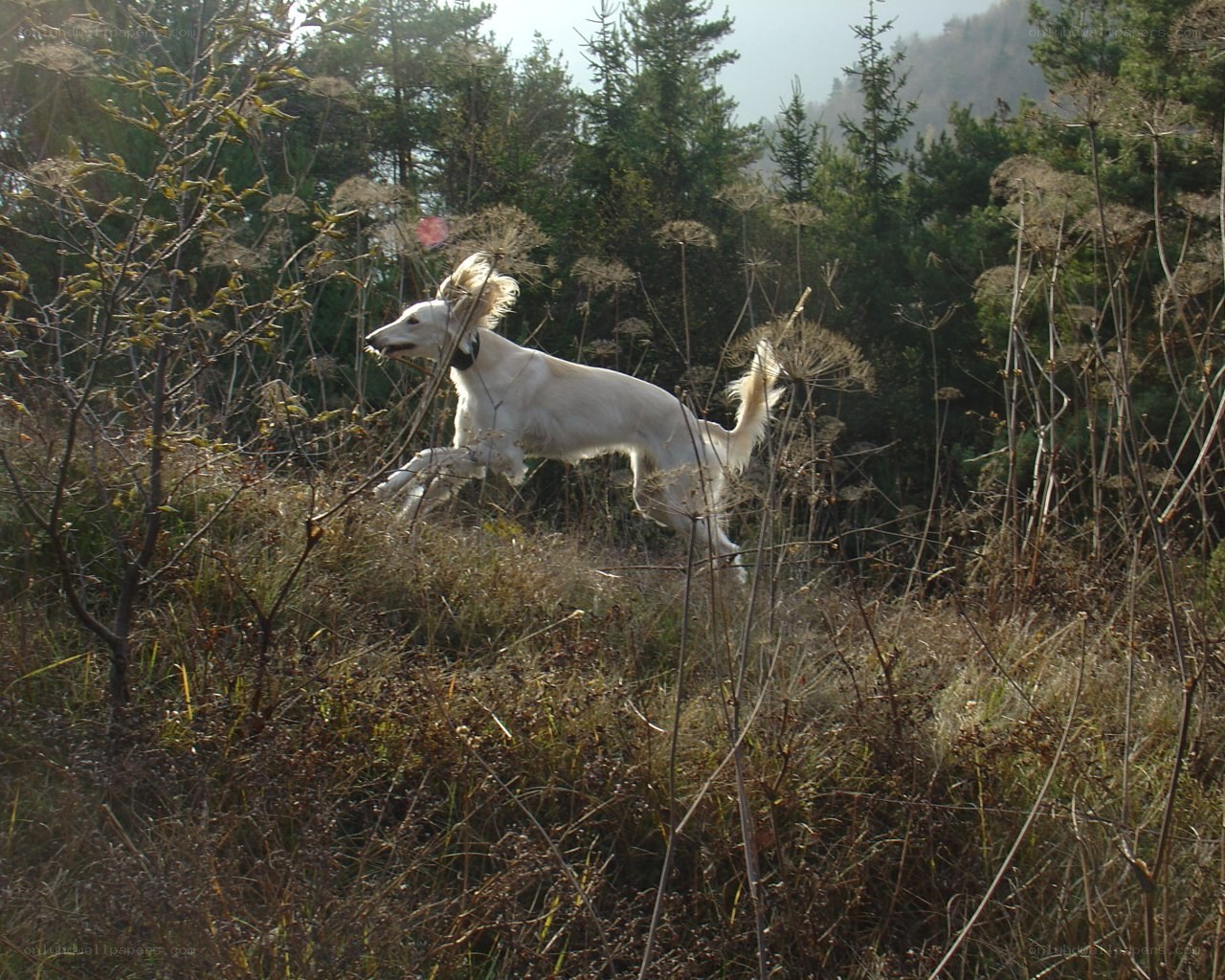 White dog running in field