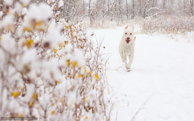 White dog running in snow
