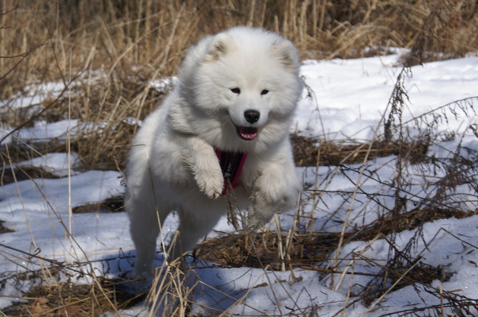 White dog running in snow