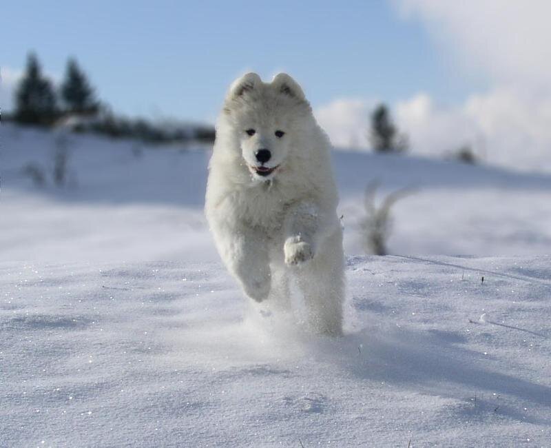 White dog running in snow