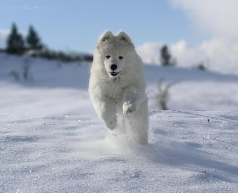 White dog running in snow