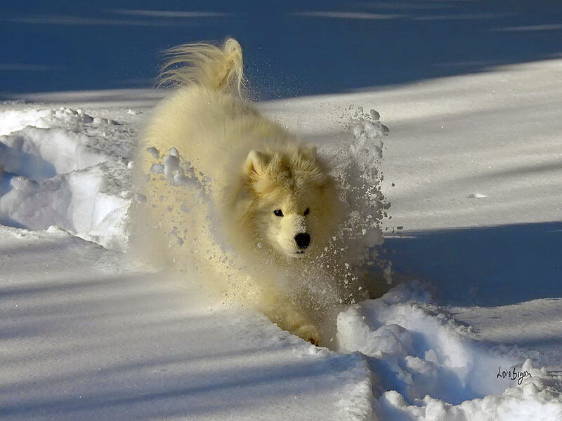 White Dog Running in Snow — Active