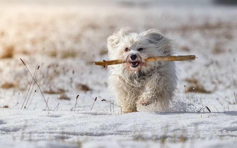 White Dog Running in Snow — Active, Winter, Photograph
